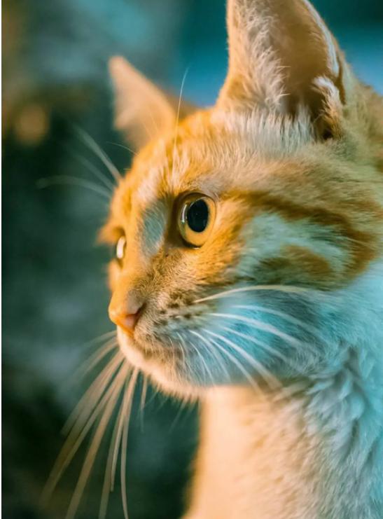 What? ! Can cats get Alzheimer's too? - iMedia