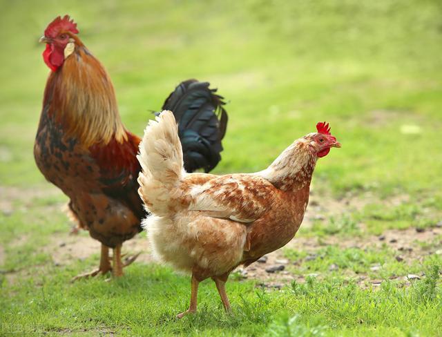 Can Chickens Get Cancer?11 of 269 chickens were surveyed with cancer ...