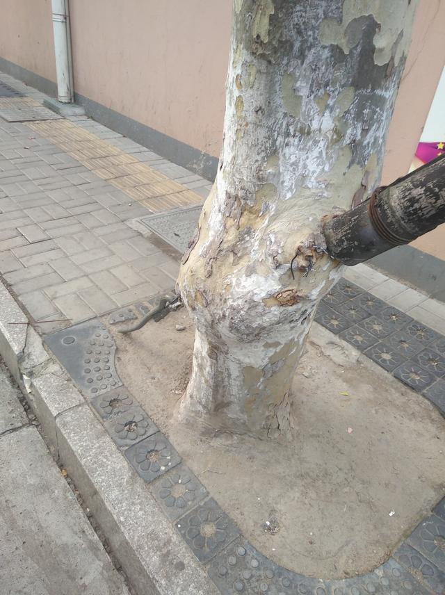 Can trees feel pain? iMedia