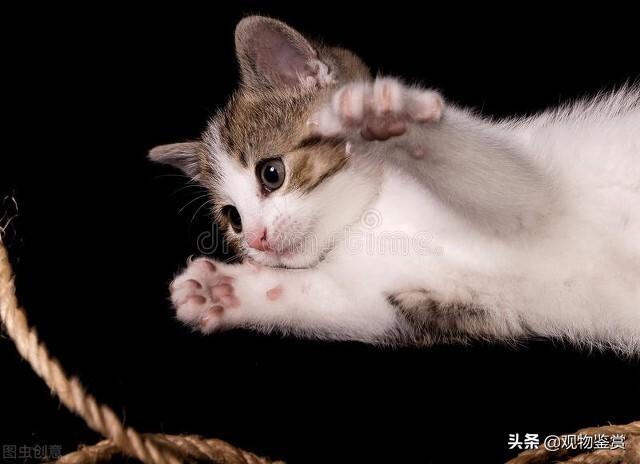 Cats Catch Mice By Nature Where Does The Little Cat Catch The Mouse And What Does The Little 