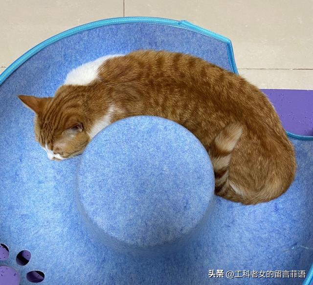 Cat They Say My Cat s Coat Color Is Not Good looking IMedia