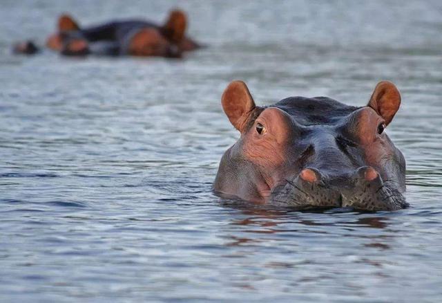 How scary is hippo poop?Thousands of schools of fish are choked to ...