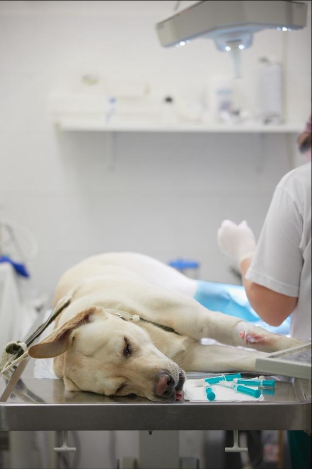 Be Careful Pulmonary Edema Can Kill Your Pet Come And See If You Want To Save His Life IMedia