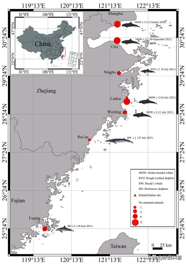 Why do whales get stranded?What are some ways to rescue stranded whales