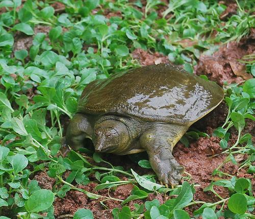 Eating Soft Shelled Turtle Turtle Is Particularwhy Is It Delicious To Eat With A Big Cock 