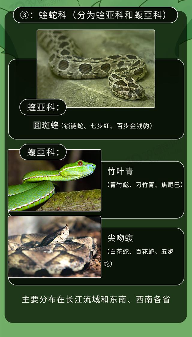 How To Distinguish Venomous Snakes From Non-venomous Snakes?There Are 9 ...