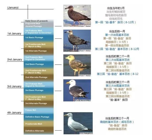 Why do birds shed their feathers regularly? iMedia