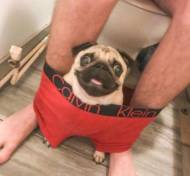 Dogs always love to smell their owner's "crotch", which turns out to