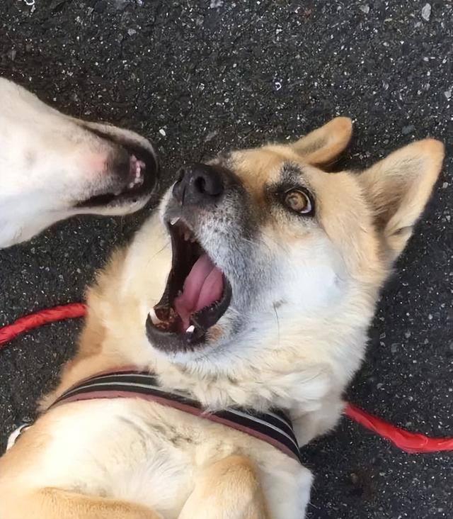 Even if you are angry again, don't hit the dog at home. These points ...