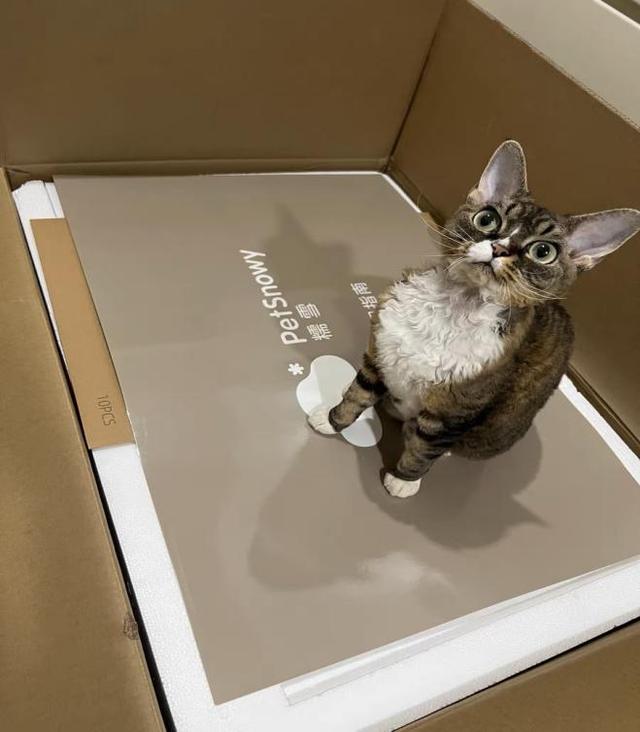Nuoxue Snow Cat Litter Box Feedback and Trial Experience iMedia
