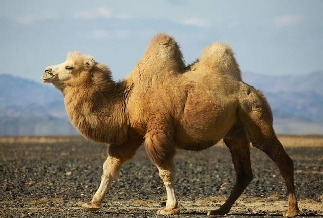 Do camels have no natural enemies?Elephants weighing 5 tons can be