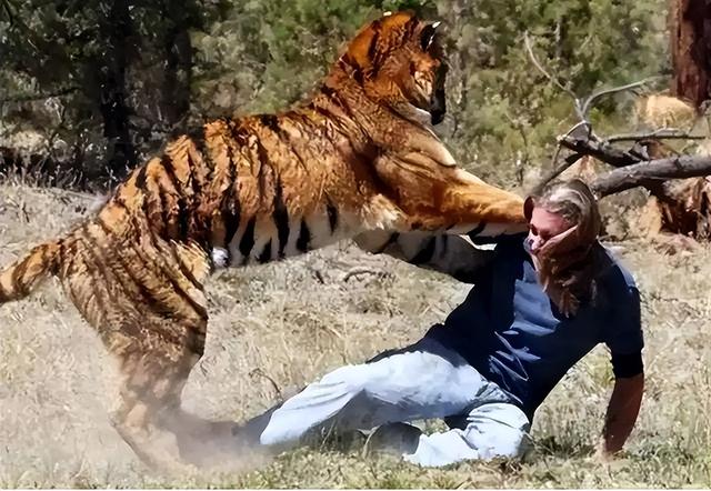 Terrible Man Eating Tiger It Devoured 436 People In Two Countries And The Reason For Its