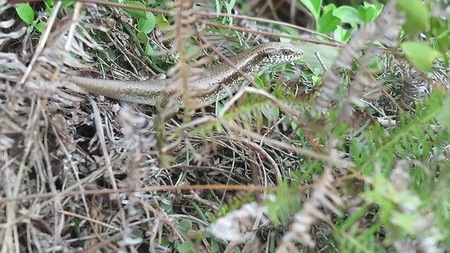 The common "dog and snake" in the countryside likes to run away when it