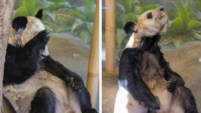 After 20 years in the United States, the giant panda "Yaya" returned to