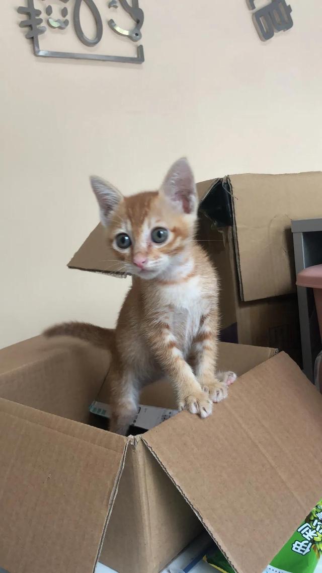 It is also a fault to like to suck cats. Can cat hair really be sucked