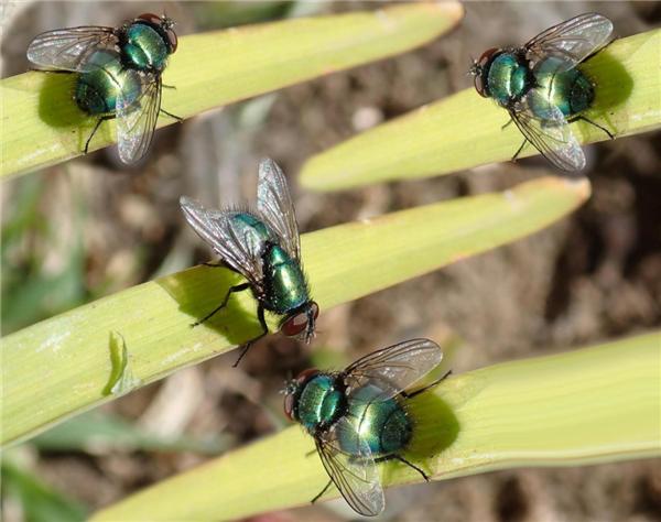 Why do flies always like to 