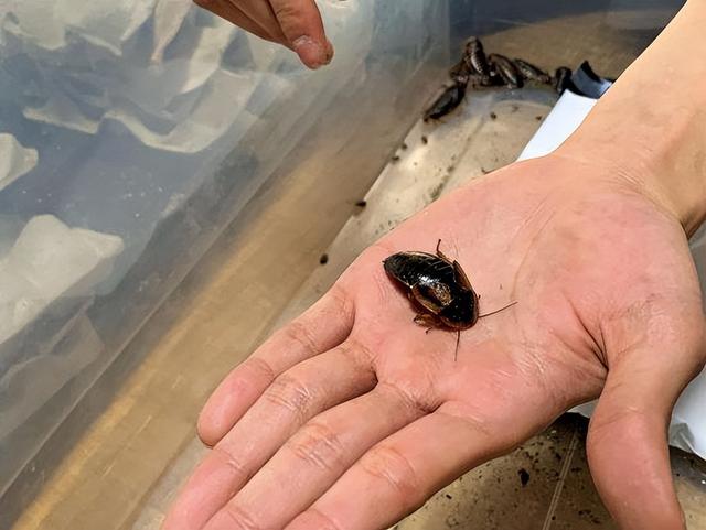 japanese-cockroaches-become-unexpected-assets-generate-2-million-yen