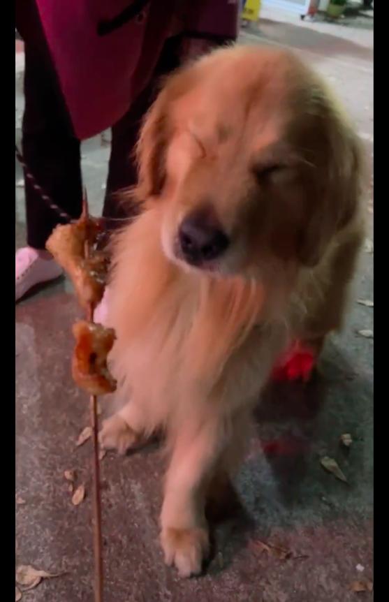The owner told the dog not to eat the kebabs given by others. After