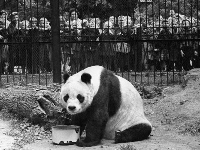 The first giant panda presented by the People's Republic of China as a