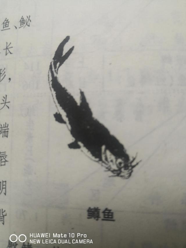 Chinese fish speciestrout iMedia