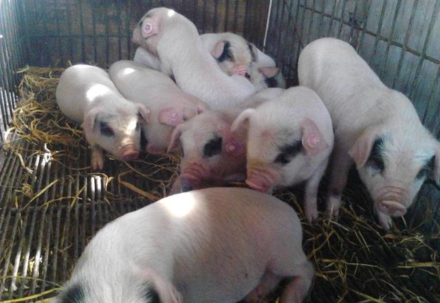 how-to-prevent-the-occurrence-of-yellow-and-white-diarrhea-in-piglets