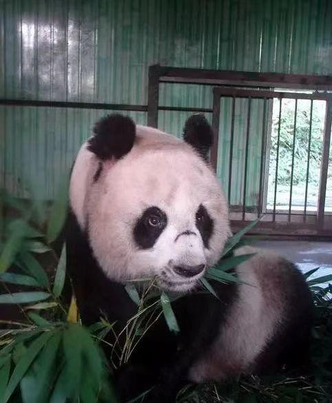 The legend of the giant panda world, the super super super smart giant ...