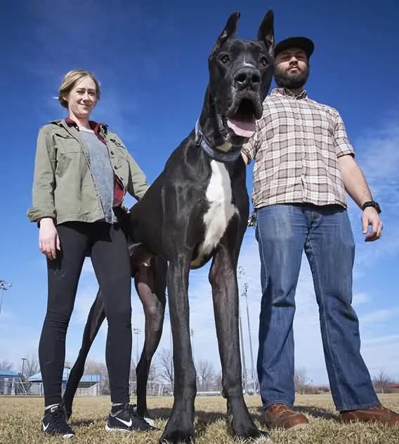 dog taller and heavier than man - iMedia