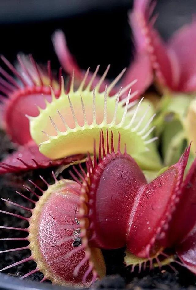 Why do Venus flytraps eat bugs? iMedia