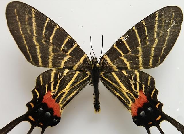 5, 6 of the 8 Most Valuable Butterflies in the World - iMedia