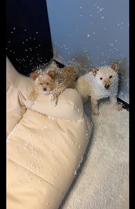 Two dogs were playing on the lazy sofa, and the cotton ball suddenly