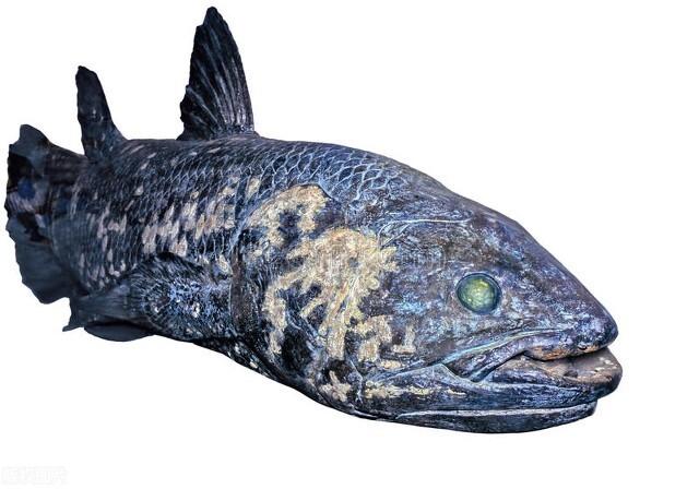 The oldest fish in the world: Coelacanth - iMedia