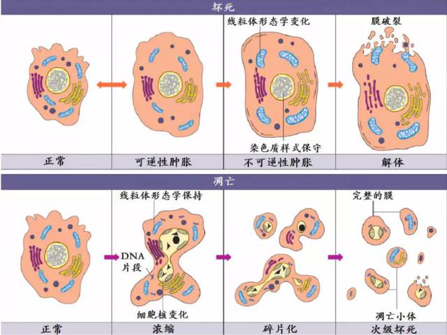 apoptosis cycle Biology Diagrams