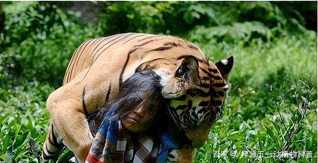 Why do tigers kill people if they eat them, and what are the