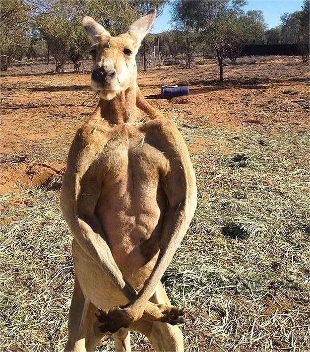 Do you dare to believe that cute kangaroos kill people?Humans vs