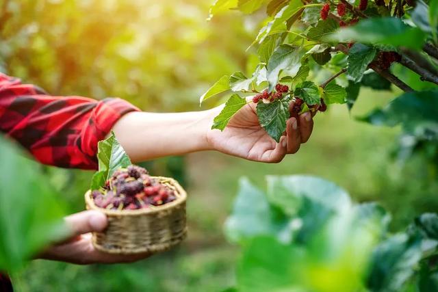 why-do-i-always-eat-a-mouthful-of-purple-when-i-eat-mulberries-a