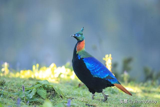 The Legend of the National Bird of the World: Nepal's (NEPAL) Brown ...