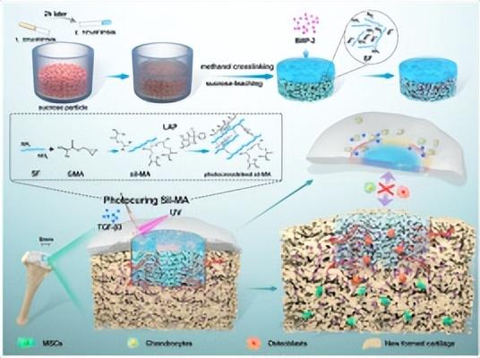 Silk protein hydrogel edge-sealed integrated bilayer silk protein ...