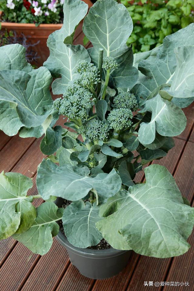Home Vegetable Garden How to Grow Broccoli in Pots?What are the