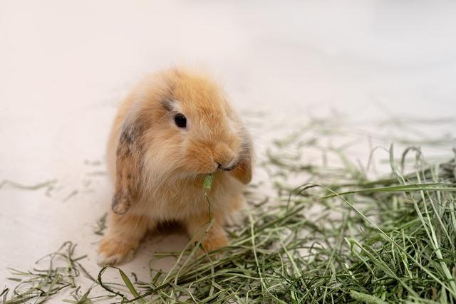 How Long Does It Take For Ringworm To Heal In Rabbits IMedia