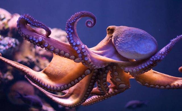 What did the male octopus do to make the other party pregnant by ...