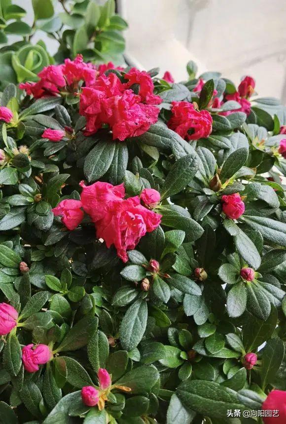 Why don't rhododendrons bloom?When I bought it, it burst open and left