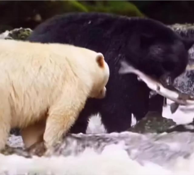 collapse!A brown bear with albinism was mistaken for a 