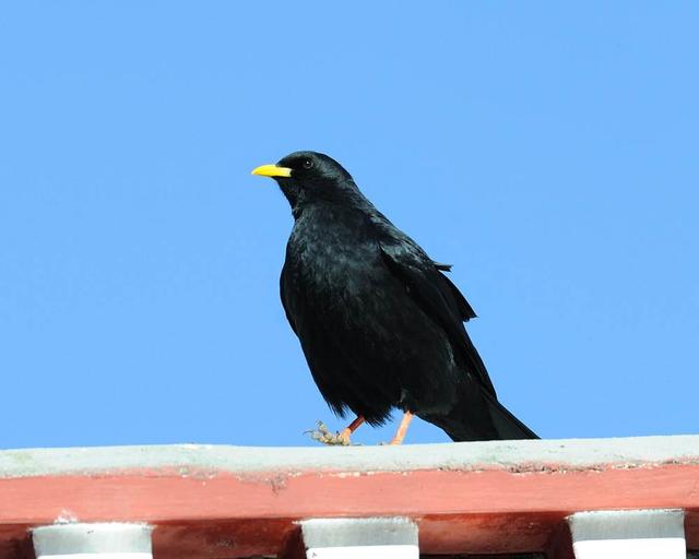 What kind of bird is Jingwei iMedia