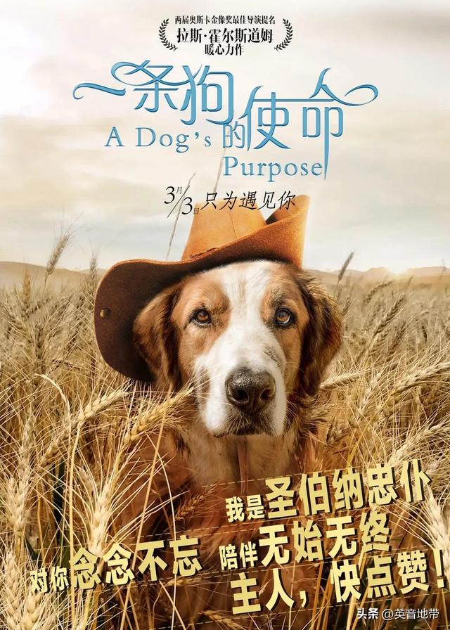 Movie A dog's purpose 