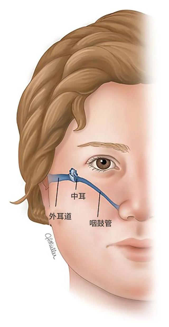 section-2-what-are-the-dangers-of-adenoid-hypertrophy-what-does-an