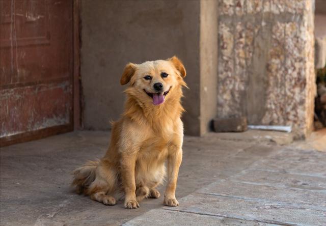 Inventory of common Chinese pastoral dogs, one is cuter than the other ...