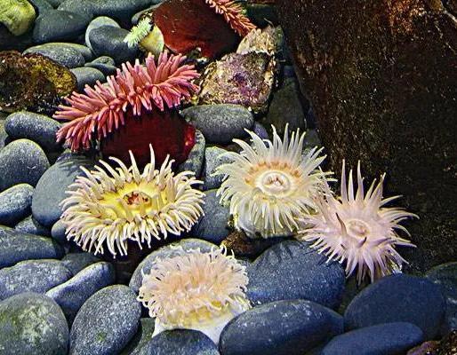 The 3 most poisonous animals in the ocean, the beautiful "sea anemone