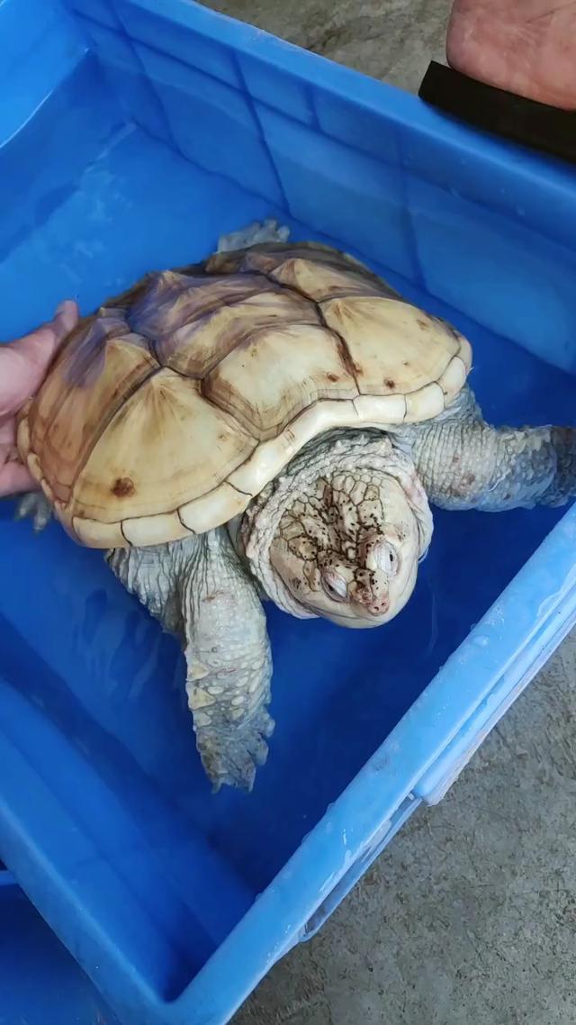 杂佛多少钱(杂佛鳄龟多少钱一只)