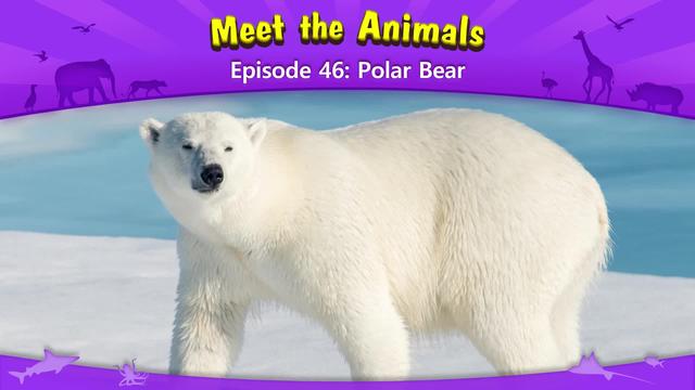 北极熊用英语怎么说(北极熊的英文单词)