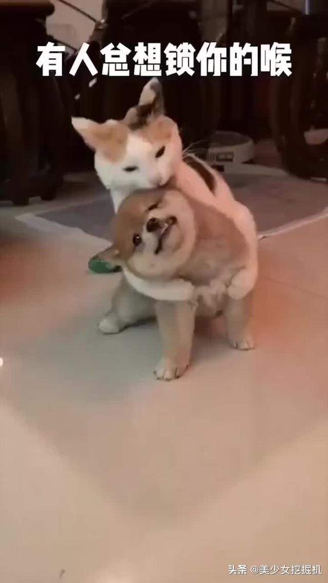 人与动物名言 动物与人类的名言 次西吧